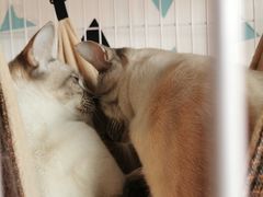 -Cappucimeow猫咪咖啡馆(韦伯时代店)