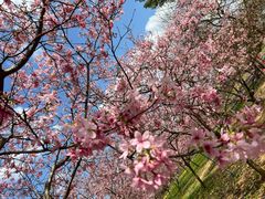 -天适樱花悠乐园