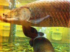 -肇庆奥威斯酒店