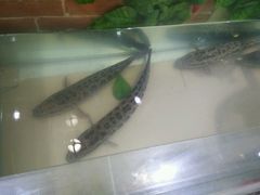 -赵记阿香婆麻辣涮(平顶山店)