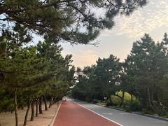 -日照海滨国家森林公园