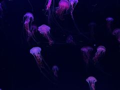 -珠海长隆海洋王国