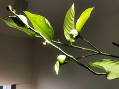 -Oasis coffee燕谷咖啡(公信店)
