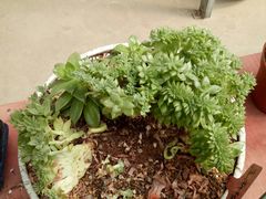 -龙大花卉苗木市场