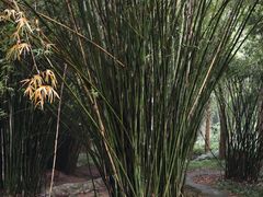 -峨眉山报国寺
