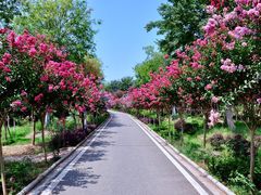 -武汉紫薇都市田园