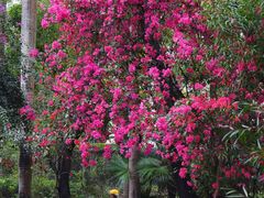 -深圳国际园林花卉博览园