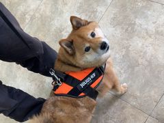 -美联众合动物医院·24h转诊中心