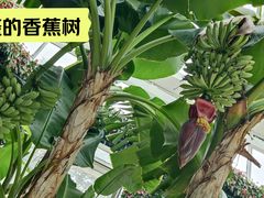 -石家庄市植物园