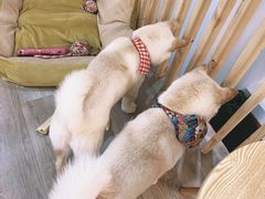 -柴迷FANS CLUB·柴犬狗咖·猫咖