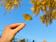 -三里屯东五街银杏大道