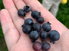 -金谷域澳洲庄园