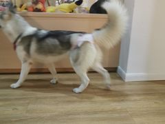 -Husky Go! 哈士奇体验馆·宠物咖啡厅狗咖