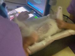-瑞派康怡24h宠物医院·犬猫医疗中心·微创绝育(瑞景分院)