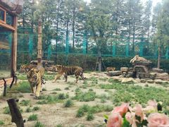 -上海野生动物园老虎餐厅