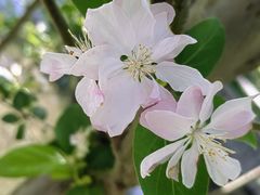 -海棠花溪(元大都城垣遗址公园)