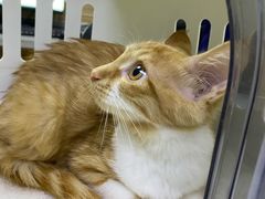 -爱侣宠医·鹦鹉专科·小型哺乳类·异宠专科(灵石路店)