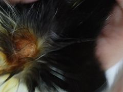 -1013 PET SHOP 宠物商店(近铁城市广场店)