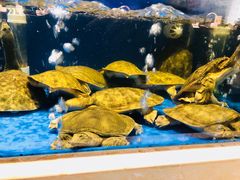 -姜君·千岛湖鱼头馆(浦东大道店)