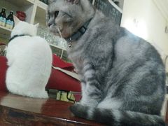 -猫色咖啡·猫咖