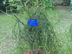 -中国科学院西双版纳热带植物园