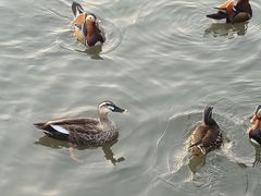 -西湖外事游船(湖滨二公园外事游船码头)