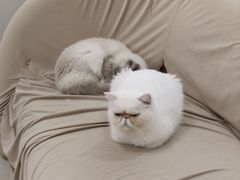 -怪兽屋·羊驼·猫咖·狗咖(俊华广场店)