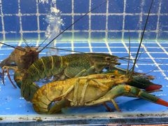 -91小龙虾·香辣蛙(蛇口店)