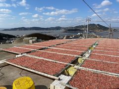 -枸杞岛