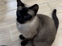 -李小姐の猫咖啡馆(五角场店)