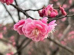 -无锡梅园公园