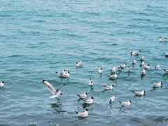 -青海湖国家重点风景名胜区