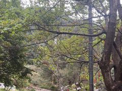-苍山感通索道