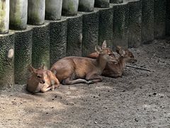 -成都动物园