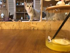 -猫色咖啡·猫咖