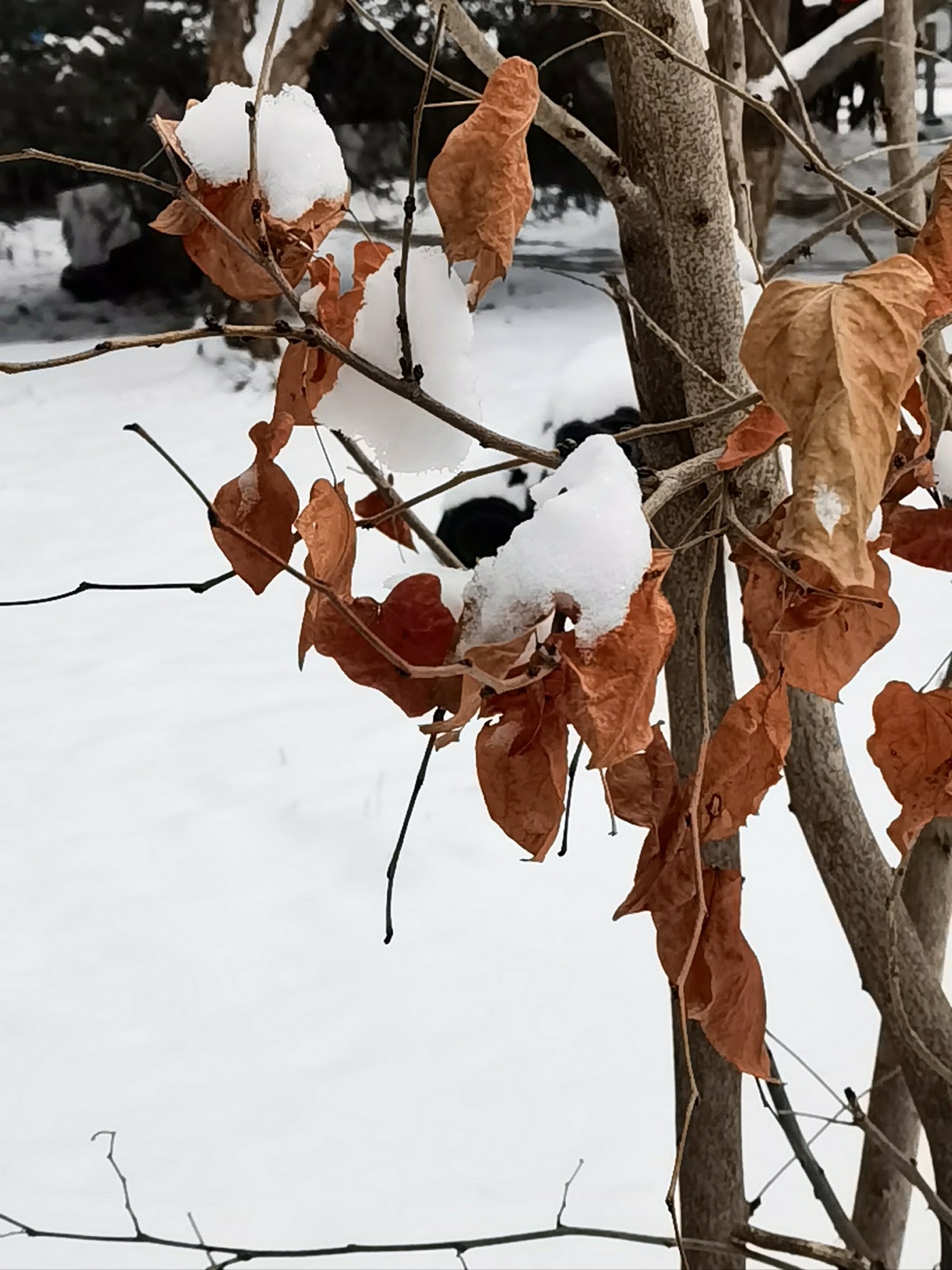 天国的树雪景图片