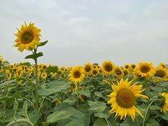 -映月湖中央公园