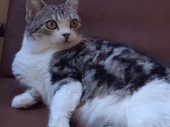 起司猫咖啡-MOCHA明星猫咖(田子坊店)