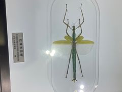 -上海昆虫博物馆