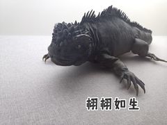 -贝林大翅鲸简餐厅(国家海洋博物馆店)