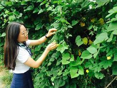 时令有机蔬菜及野菜-武汉世外桃源农庄