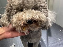 -宠物家(双井店)