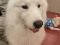 -和它·交个朋友·狗咖猫咖(爱琴海店)