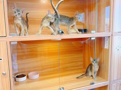 -猫十亿·布偶金渐层·曼基康矮脚猫舍(青年路店)