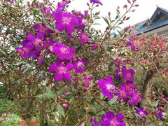 -湄公河秘制烤鱼(西双十贰城商业中心店)