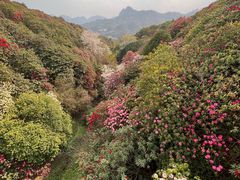 -贵州百里杜鹃风景名胜区