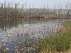 -微山湖红荷湿地景区