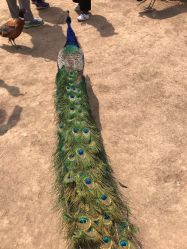 -萌宠亲子动物乐园(槐房万达店)