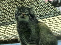 -青藏高原野生动物园
