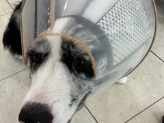 -萌兽医馆·眼科·异宠专科(三里屯店)